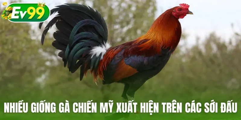 Có nhiều giống gà chiến Mỹ xuất hiện trên các sới đấu