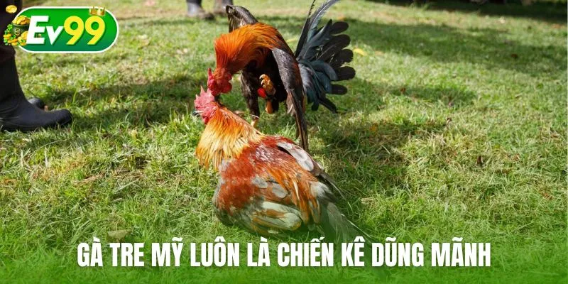 Gà tre Mỹ luôn là chiến kê dũng mãnh trong các trận đấu