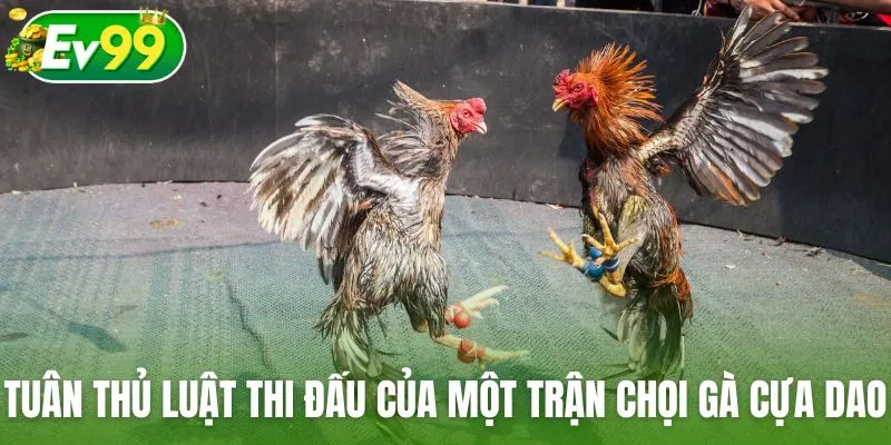 Tuân thủ luật thi đấu của một trận chọi gà cựa dao