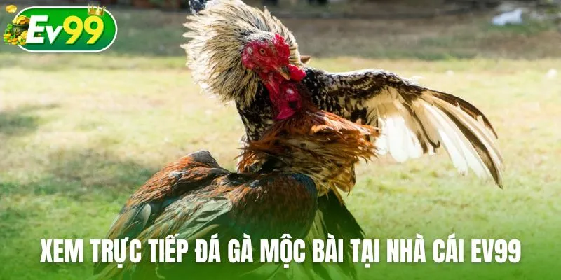 Xem trực tiếp đá gà Mộc Bài tại nhà cái Ev99